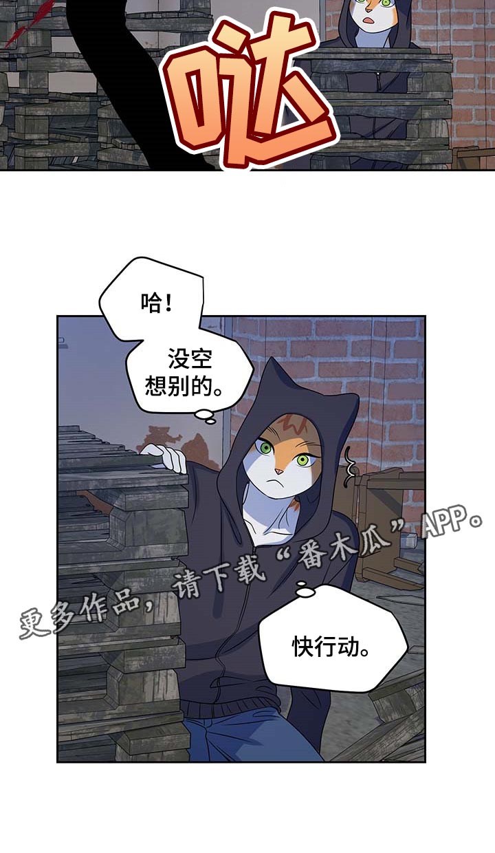 灵猫欧米伽什么时候更新第三季漫画,第37话1图