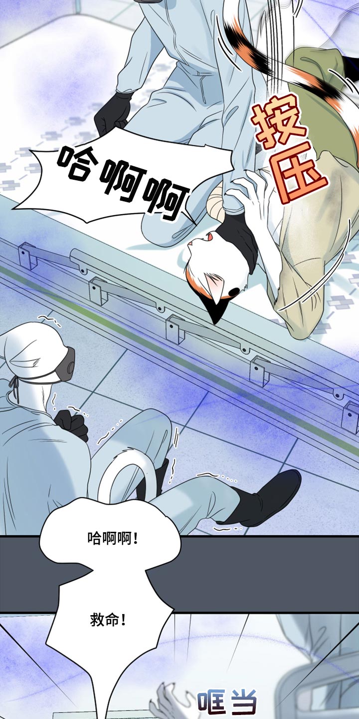 灵猫欧米伽什么时候更新漫画,第85话1图