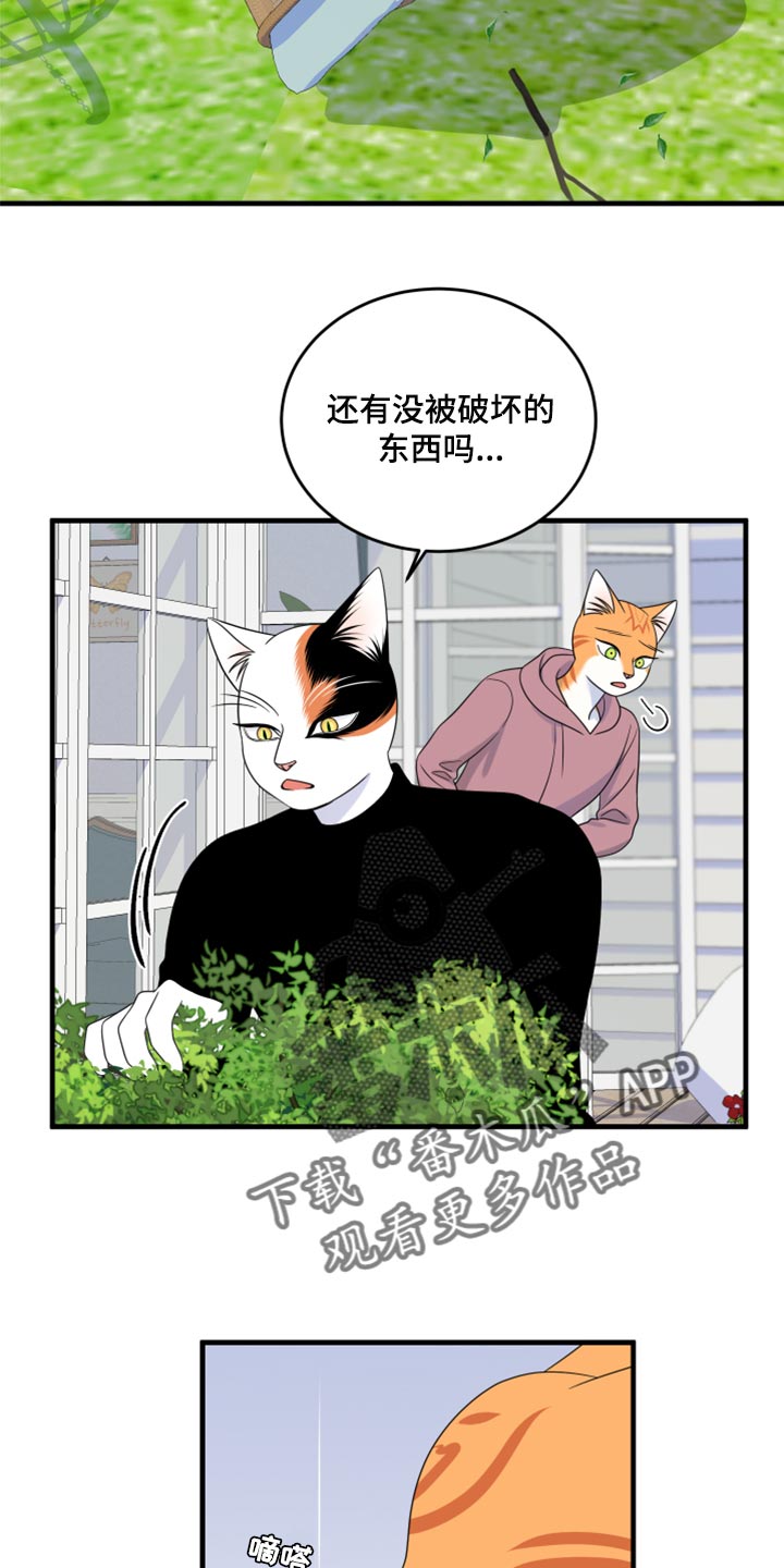 灵猫欧米伽漫画在哪看漫画,第89话1图