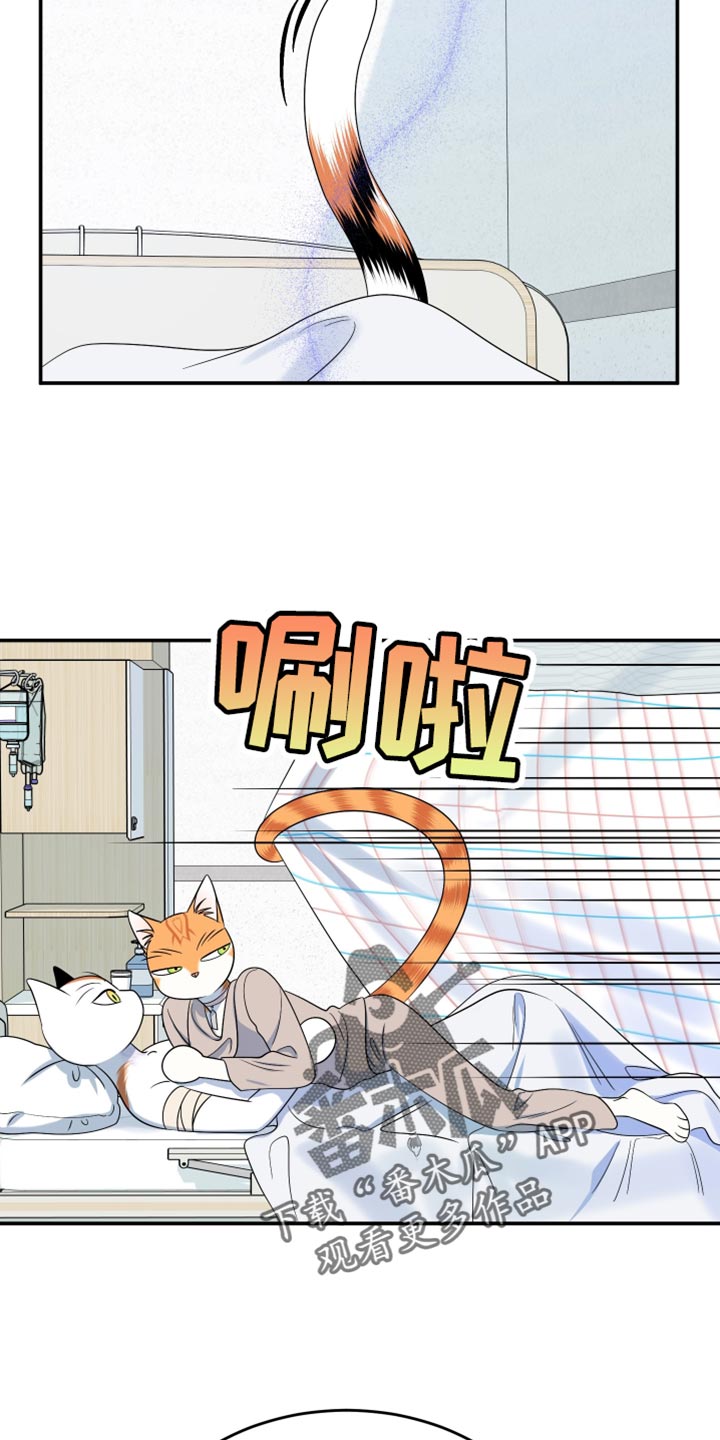 灵猫欧米伽免费阅读漫画,第167话1图