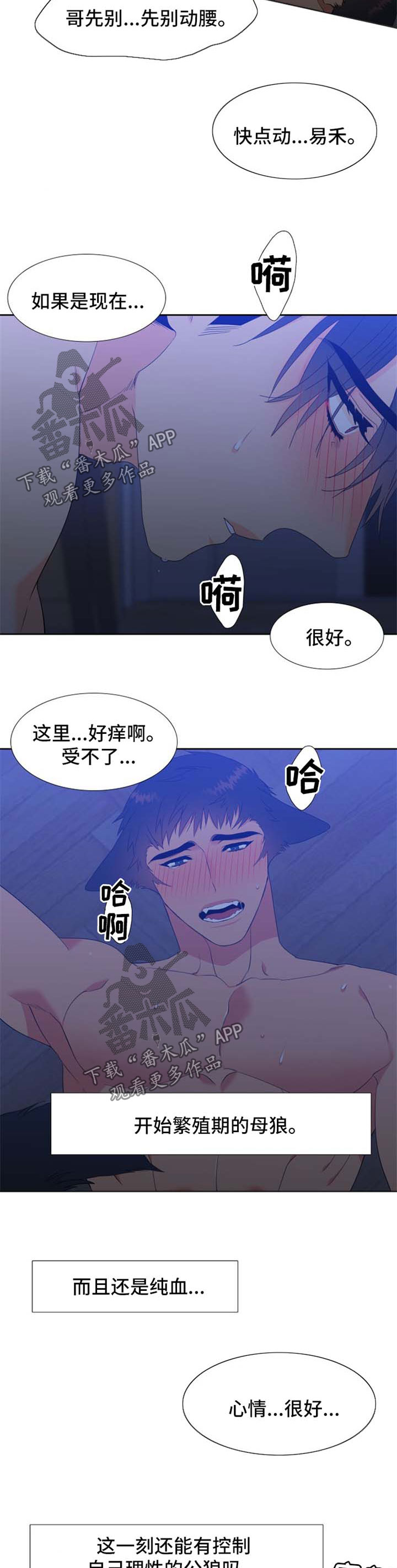 狼的香气人物关系漫画,第160章：【第二季】繁殖期的母狼2图