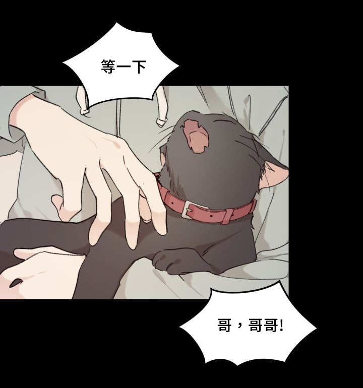 猫的项圈漫画,第34话1图