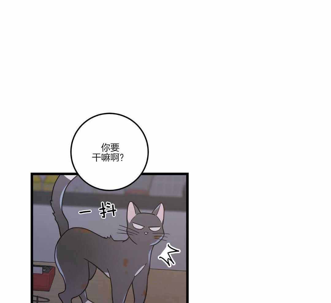 我唯一的猫猫无删除下拉式31话漫画,第37话2图